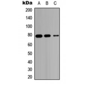 LifeSab™ HSD17B4 Rabbit pAb (50 µl)