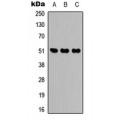 LifeSab™ IDH2 Rabbit pAb (50 µl)