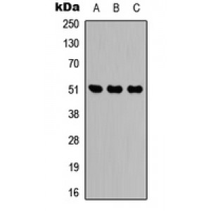 LifeSab™ IDH2 Rabbit pAb (50 µl)