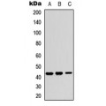 LifeSab™ KCNJ15 Rabbit pAb (50 µl)