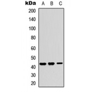 LifeSab™ KCNJ15 Rabbit pAb (50 µl)