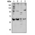 LifeSab™ LAT2 Rabbit pAb (50 µl)