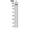 LifeSab™ LPHN1 Rabbit pAb (50 µl)