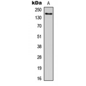 LifeSab™ LPHN1 Rabbit pAb (50 µl)