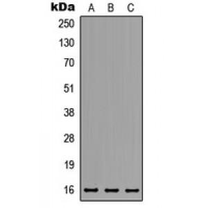 LifeSab™ MED31 Rabbit pAb (50 µl)