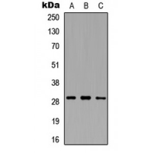 LifeSab™ MMP26 Rabbit pAb (50 µl)