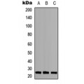 LifeSab™ MOB3A/B Rabbit pAb (50 µl)