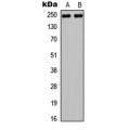 LifeSab™ NOTCH3 Rabbit pAb (50 µl)