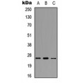 LifeSab™ POLR3G Rabbit pAb (50 µl)