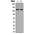 LifeSab™ PPP4R1 Rabbit pAb (50 µl)