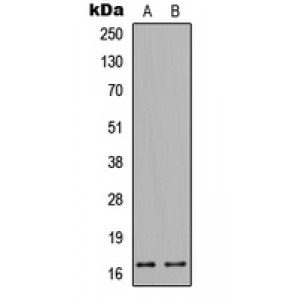 LifeSab™ RNASE4 Rabbit pAb (50 µl)
