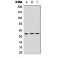 LifeSab™ ADAMDEC1 Rabbit pAb (50 µl)