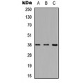 LifeSab™ APAF-1 Rabbit pAb (50 µl)
