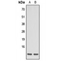 LifeSab™ Apelin Rabbit pAb (50 µl)