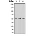 LifeSab™ CD292 Rabbit pAb (50 µl)