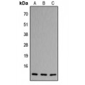 LifeSab™ CCL11 Rabbit pAb (50 µl)