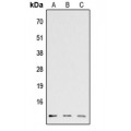 LifeSab™ CCL26 Rabbit pAb (50 µl)