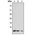 LifeSab™ CCL7 Rabbit pAb (50 µl)