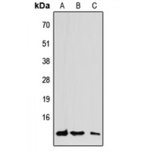 LifeSab™ CCL7 Rabbit pAb (50 µl)