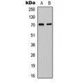 LifeSab™ CDC25A Rabbit pAb (50 µl)