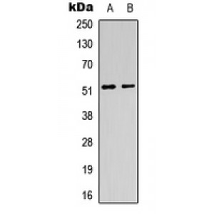 LifeSab™ CHRM1 Rabbit pAb (50 µl)