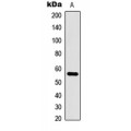 LifeSab™ CLK1 Rabbit pAb (50 µl)