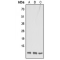 LifeSab™ COX7B1 Rabbit pAb (50 µl)