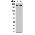 LifeSab™ EGFR Rabbit pAb (50 µl)