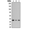 LifeSab™ GJA3 Rabbit pAb (50 µl)