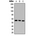 LifeSab™ CD25 Rabbit pAb (50 µl)