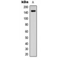 LifeSab™ SHIP1 (pY1021) Rabbit pAb (50 µl)