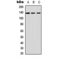 LifeSab™ SHIP2 Rabbit pAb (50 µl)