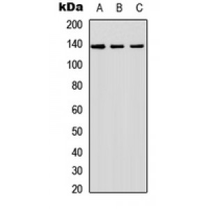 LifeSab™ SHIP2 Rabbit pAb (50 µl)