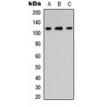 LifeSab™ ITGA8 Rabbit pAb (50 µl)