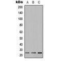 LifeSab™ MUC16 Rabbit pAb (50 µl)