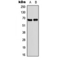 LifeSab™ NR4A3 Rabbit pAb (50 µl)