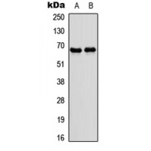 LifeSab™ NR4A3 Rabbit pAb (50 µl)