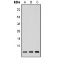 LifeSab™ NRG4 Rabbit pAb (50 µl)