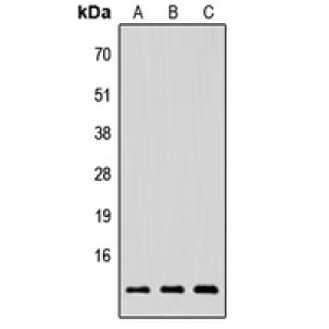 LifeSab™ NRG4 Rabbit pAb (50 µl)