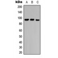 LifeSab™ NRP2 Rabbit pAb (50 µl)