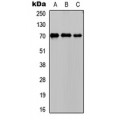 LifeSab™ PCK1 Rabbit pAb (50 µl)