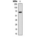 LifeSab™ Paxillin Rabbit pAb (50 µl)