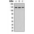 LifeSab™ SLC4A7 Rabbit pAb (50 µl)