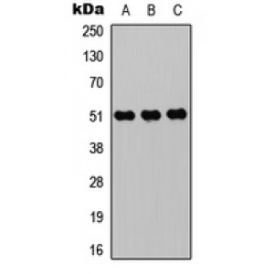 LifeSab™ ZIC1/2/3/4/5 Rabbit pAb (50 µl)