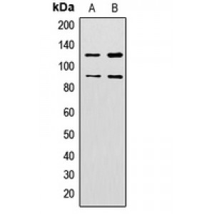 LifeSab™ ZNF148 Rabbit pAb (50 µl)