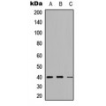LifeSab™ PRAS40 (pT246) Rabbit pAb (50 µl)