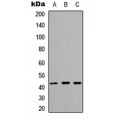 LifeSab™ ARMCX1 Rabbit pAb (50 µl)