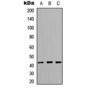 LifeSab™ ARMCX1 Rabbit pAb (50 µl)