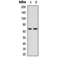 LifeSab™ CDC25B (pS323) Rabbit pAb (50 µl)