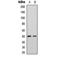 LifeSab™ FBLN5 Rabbit pAb (50 µl)